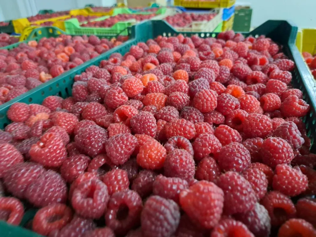 Malinari iz Arilja pozvali na protest u utorak: Cena od 400 dinara neprihvatljiva