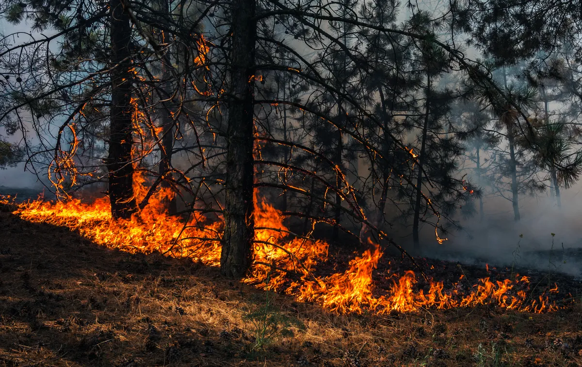 Požari izmiču kontroli u BiH: Vatra stigla do naselja, traže kanadere i helikoptere
