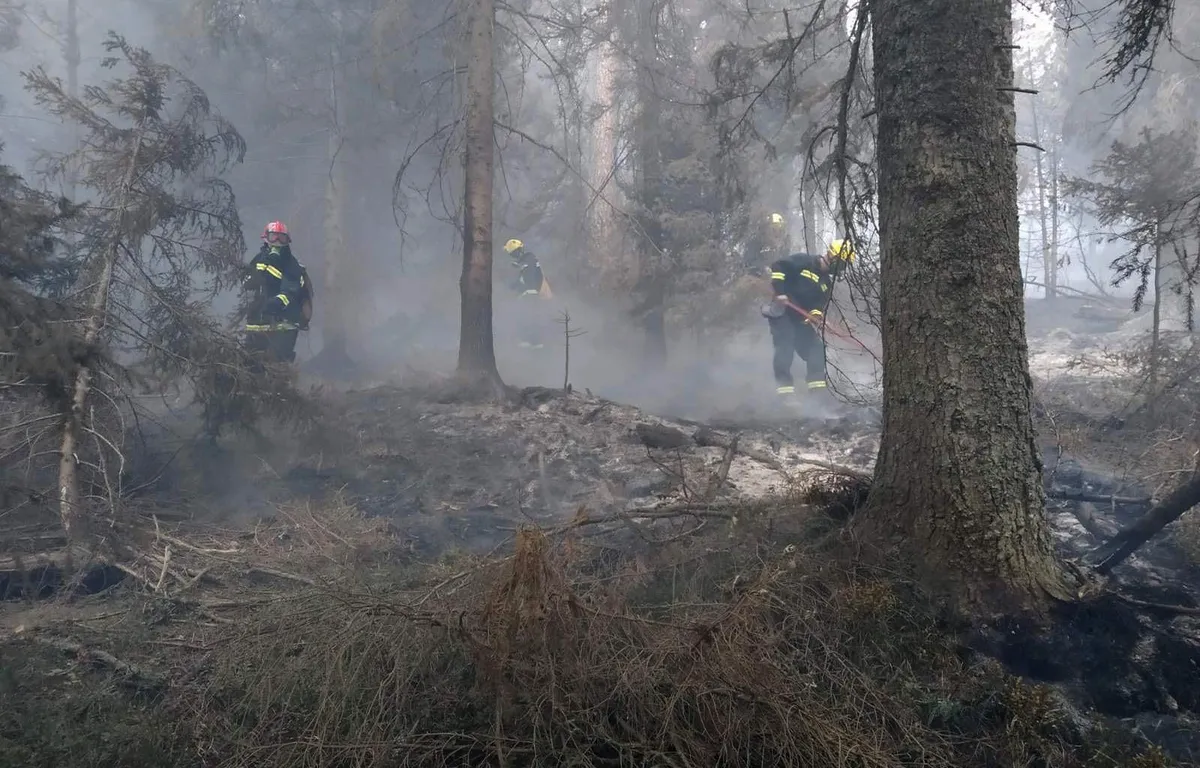 Lokalizovani požari kod Zaječara i Knjaževca: Izgorelo 200 hektara šume i rastinja