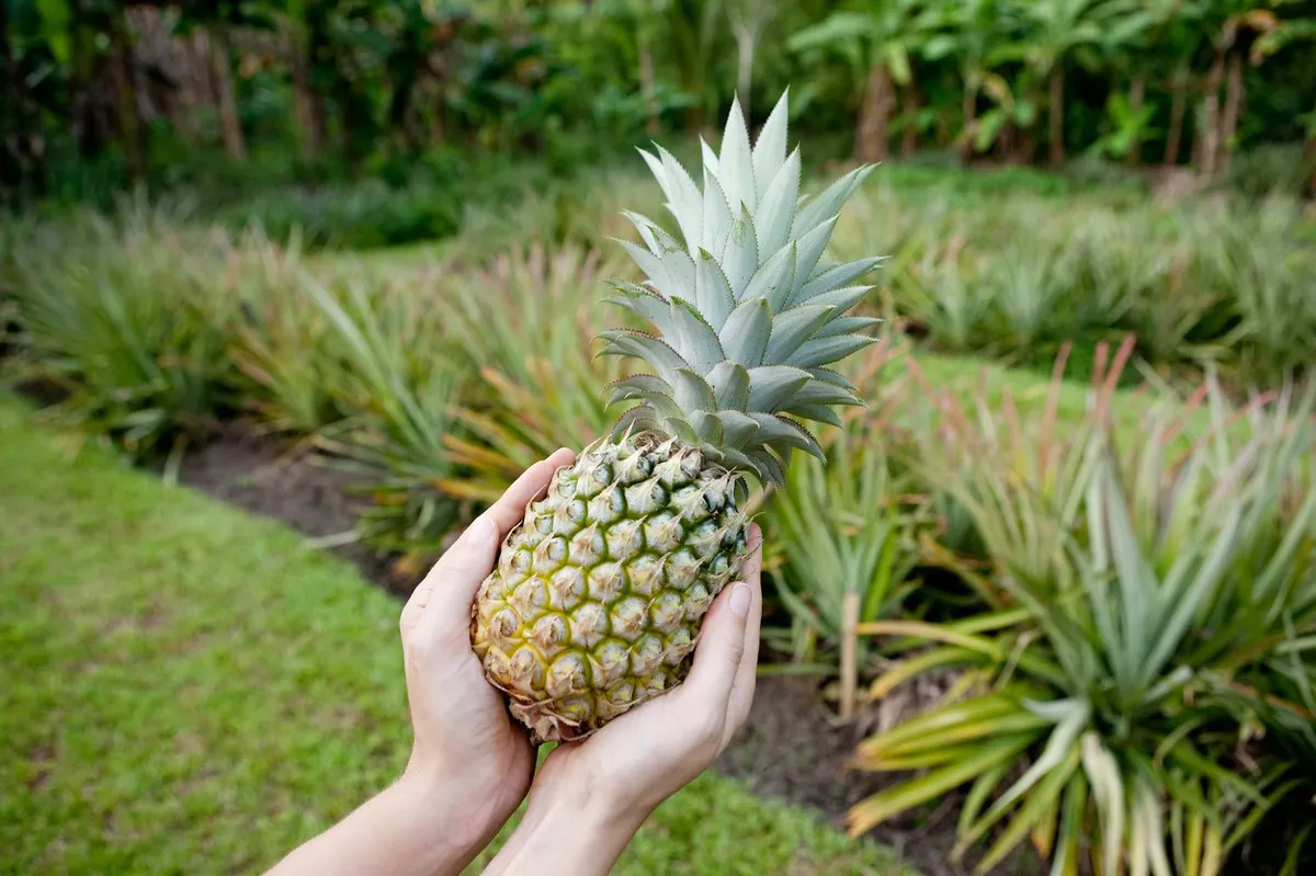 Ananas Raste Kako da uzgojiš ananas u saksiji - nova.rs