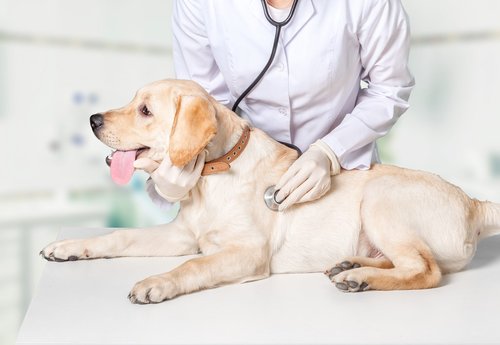 Pas, veterinar Foto: Shutterstock