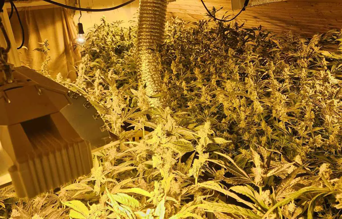Policija otkrila plantažu marihuane kod Sombora: Zaplenjeno 12 stabljika indijske konoplje