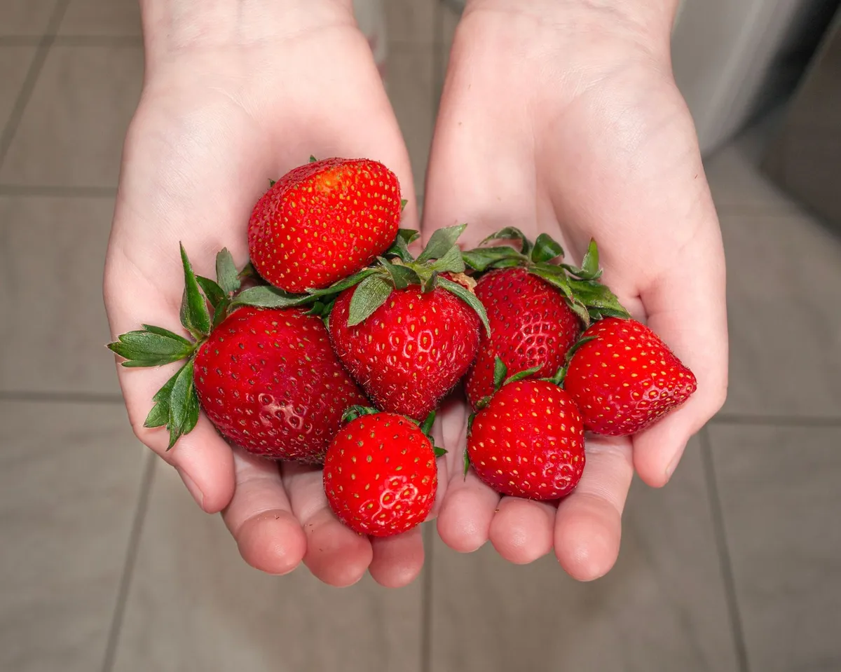 Stigle su jagode: Ovaj detalj otkriva da li su domaće, a većina ih pogrešno pere