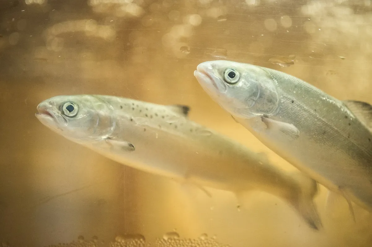 Naučnici dali kokain lososima i drugim ribama: Ono što im se zatim desilo teško je opisati rečima