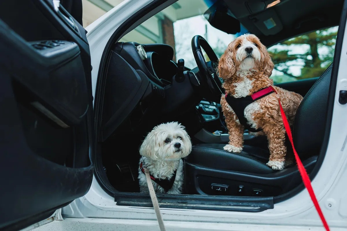Nova pravila za putovanja s kućnim ljubimcima u EU stupila na snagu