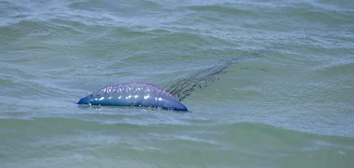 Ovo smrtonosno stvorenje se sve češće pojavljuje na plažama: Naučnici veruju da se širi i jedna stvar ih brine