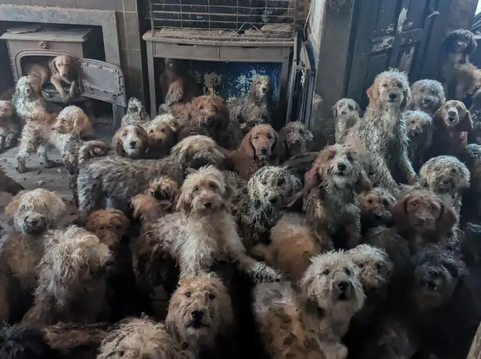 Jeziva scena iz jedne kuće: 250 pasa živelo u paklu, ljudi mislili da je fotografija lažna, a onda su saznali istinu