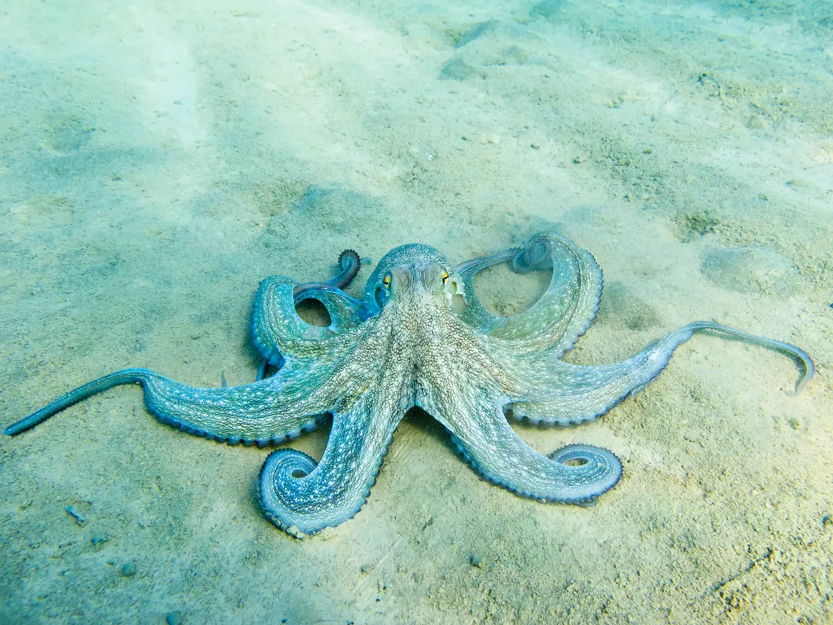 Otkrivena nova vrsta hobotnice, oduševila i stručnjake - mala, plava i kao iz crtaća
