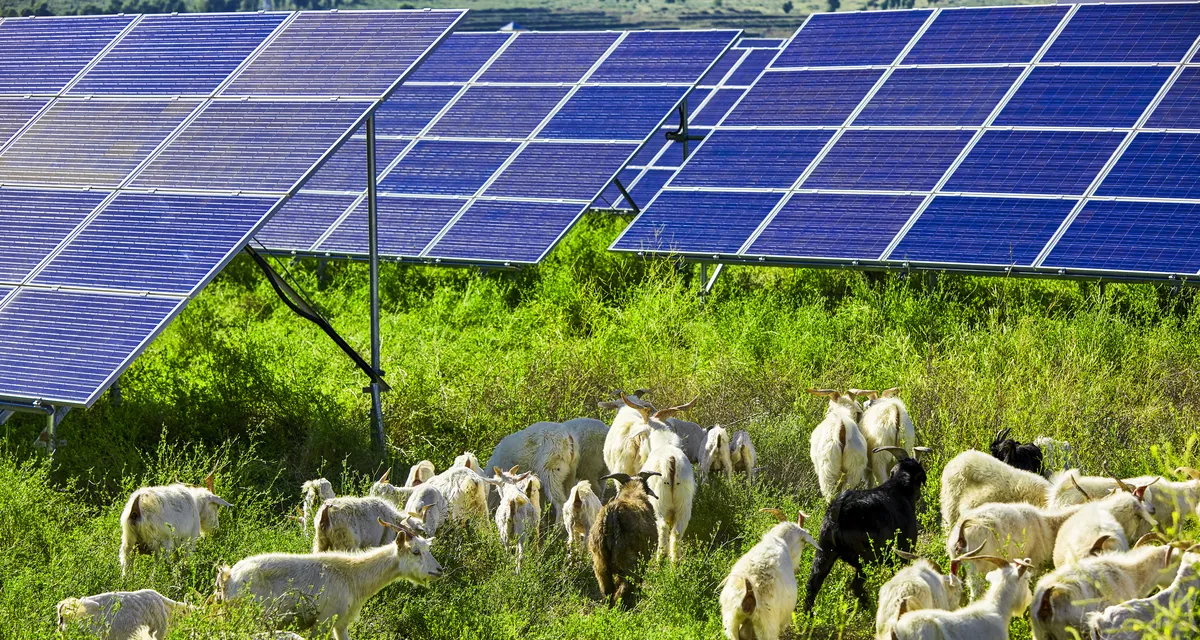 U pustinji izgradili najveću solarnu elektranu na svetu, a onda morali da dovedu 20.000 ovaca u pomoć