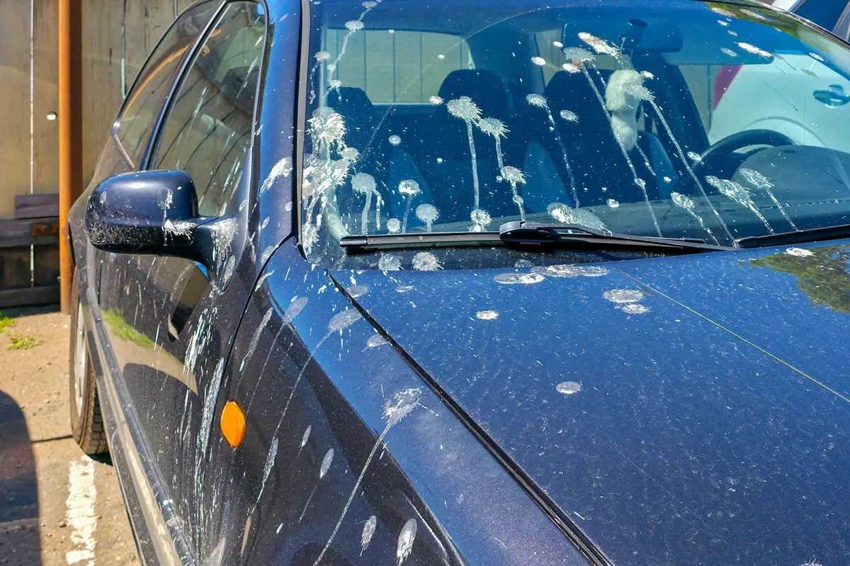 Većina vozača pravi istu grešku: Ovako se uklanja ptičji izmet, a da se ne ošteti auto