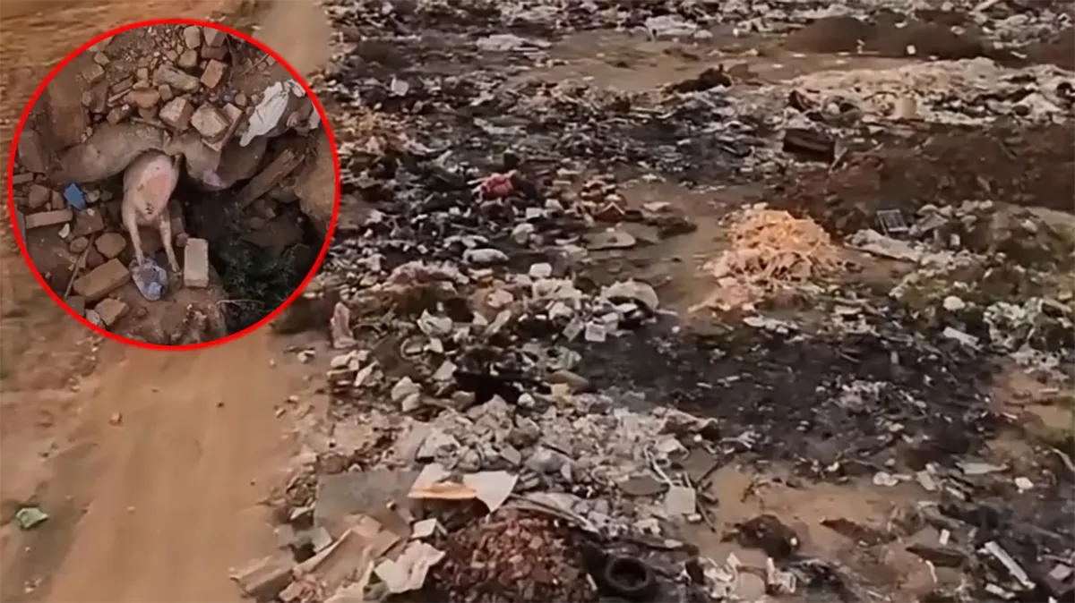Uginule svinje dovoze na divlje smetlište kod Klenka u jeku epidemije afričke kuge svinja, očevici tvrde kamionom Ministarstva UZNEMIRUJUĆ VIDEO