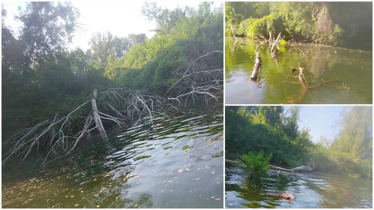 Otpad završio u Tamišu, nadležni ignorisali problem: Ugrožen tok, stotine vrsta biljaka i životinja FOTO