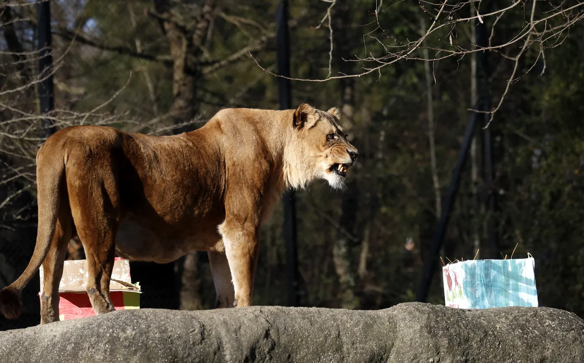 Šok u zoo-vrtu u Zagrebu: Lav napao i ubio lavicu pred očima radnika, traži se hitna istraga