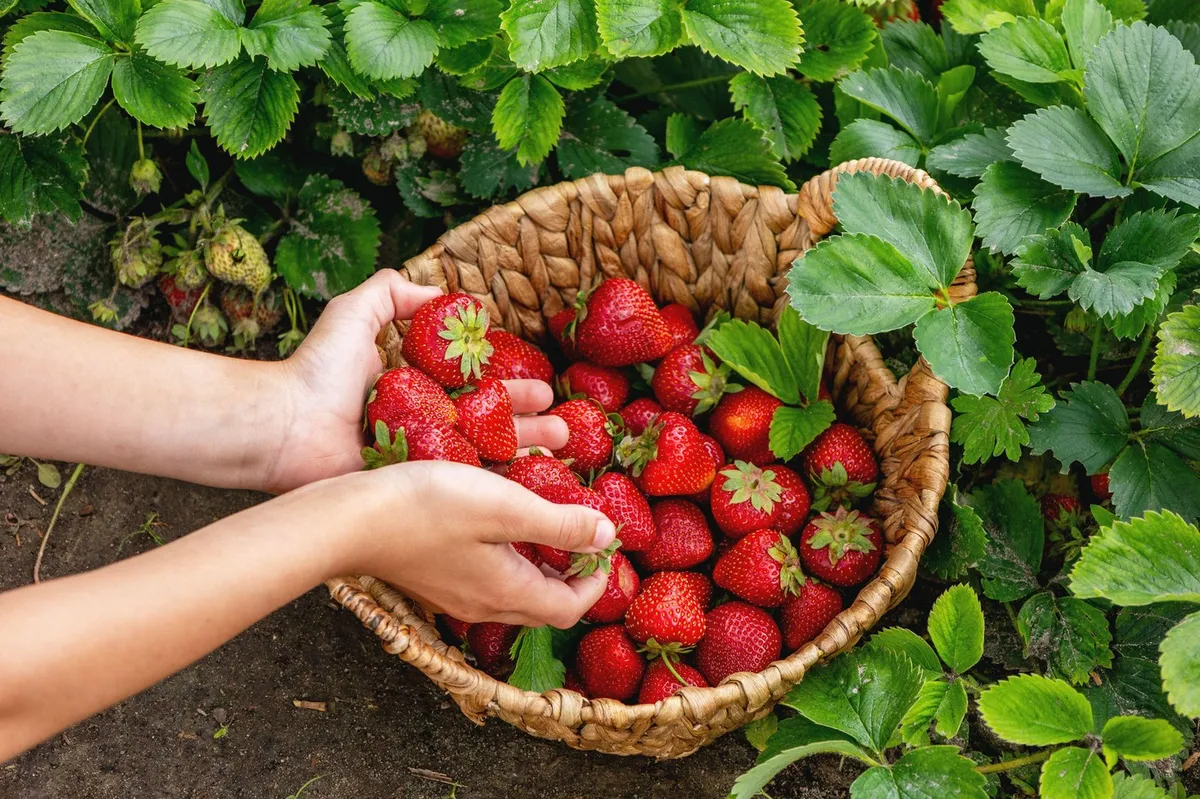 Ispitali su jagode iz 11 zemalja, posle onog što su našli - mnogi ih više neće jesti