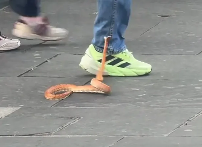 Snimak zmije koja je pobegla iz zoološkog vrta i na trgu napada koga stigne