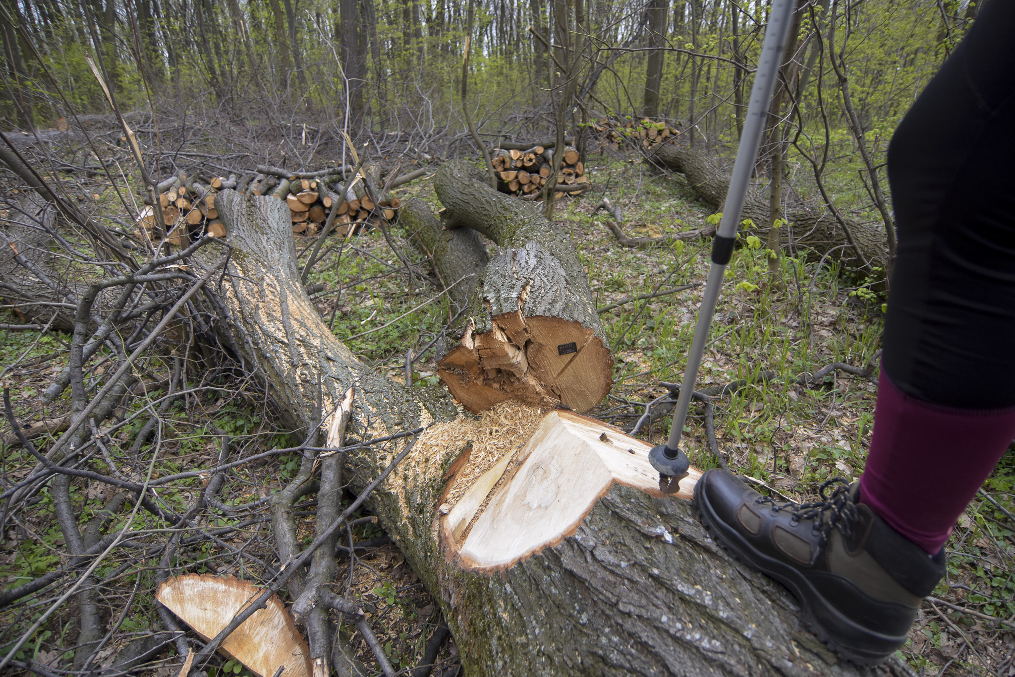 Novi Sad 18.04.2021 Seca sume na Fruskoj gori posecena suma Fruska gora foto Nenad Lazic
