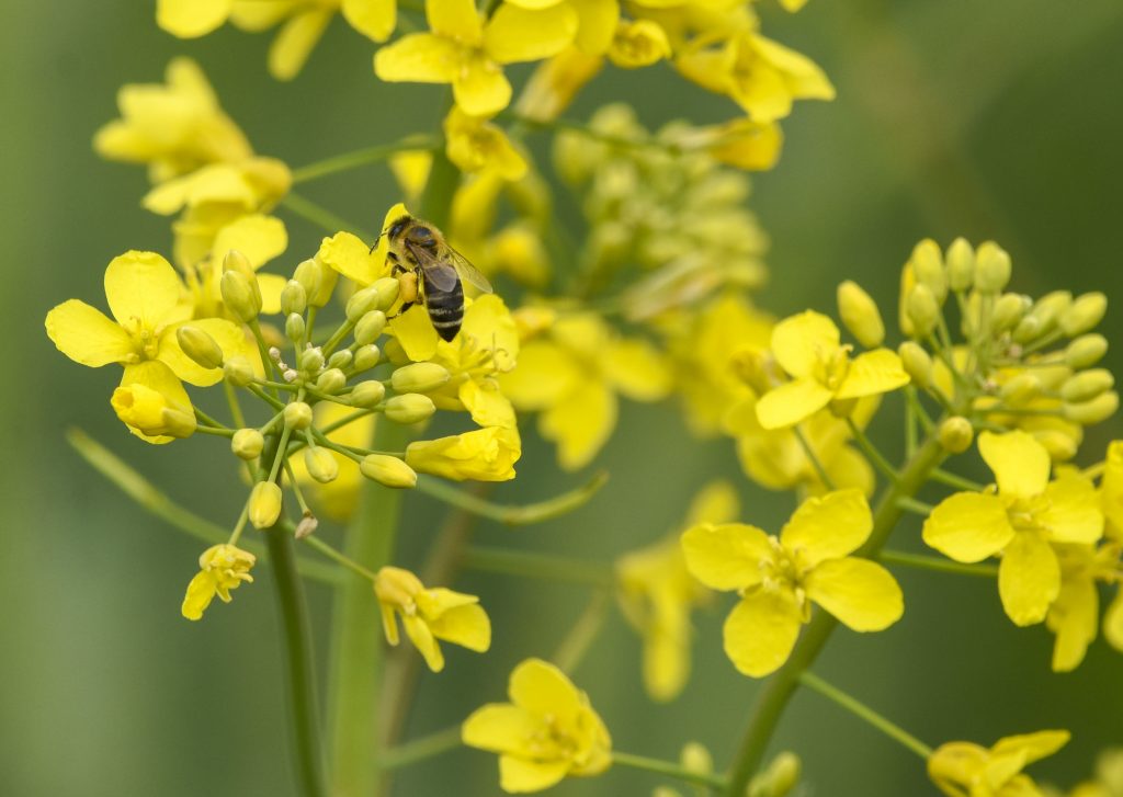 Novi Sad 18.04.2021 Polja njive sa uljanom repicom i pcelarima kod Novog Sada foto Nenad Lazic