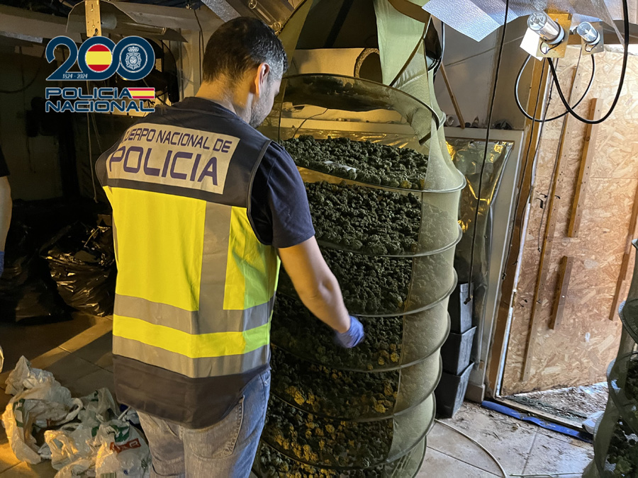 Španska policija otkrila laboratoriju za uzgoj marihuane, uhapšeni Srbi foto: Španska policija