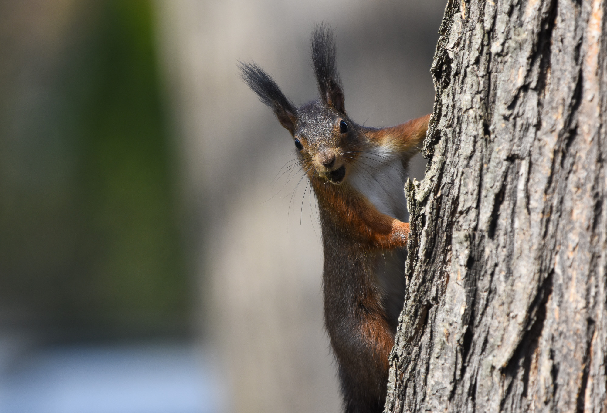 Novi Sad 24.02.2021 Lepo vreme prolece u Novom Sadu, veverica foto Nenad Lazic
