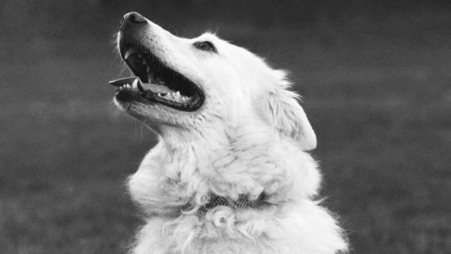 321902106_523214743119207_1962074929537829954_n