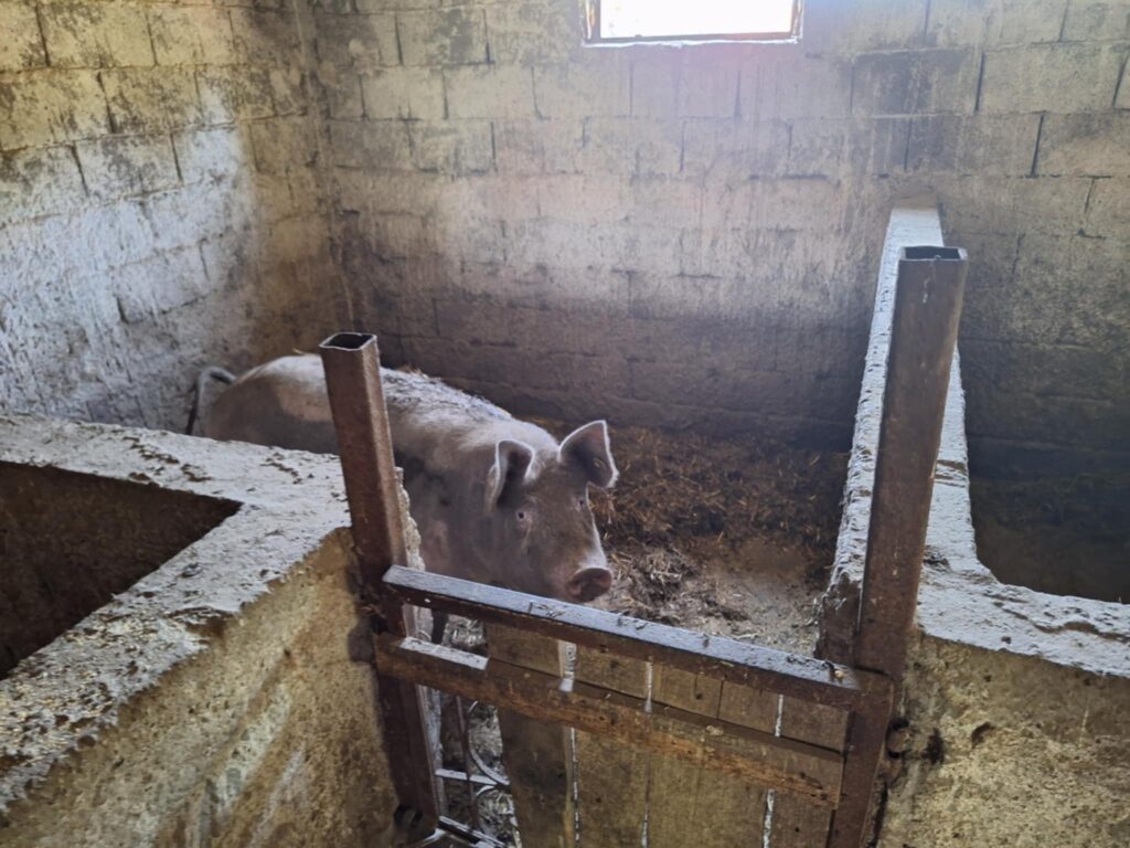 Svinja napala ženu, napad svinje, svinjski napad Foto: Miljana Isailović/Nova.rs