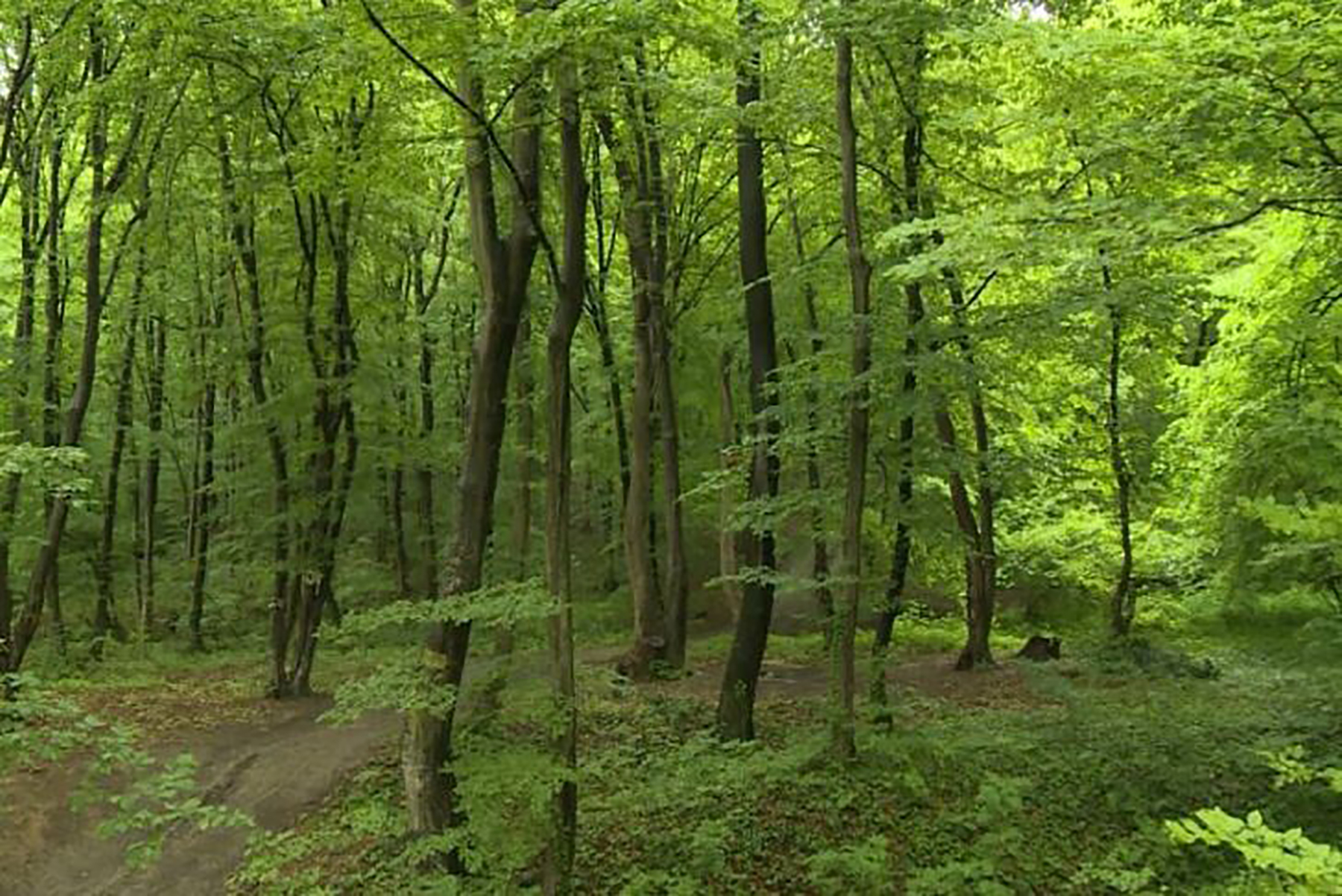 bg-sume-fruske-gore-pkg-nmk-20190506-162912210-mxf-00-02-39-15-still001-259252-728x486