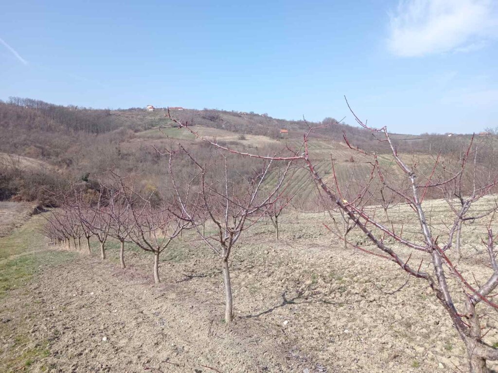 Rezidba voća u čačanskom kraju je počela, ali, kako kažu voćari, nepovoljni klimatski uslovi će uticati na prinos. Očekuju neizvesnu sezonu
