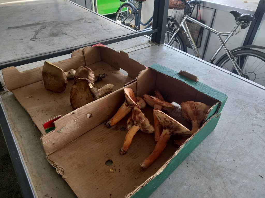 Berači pečuraka, pečurke poslao Nenad Božović