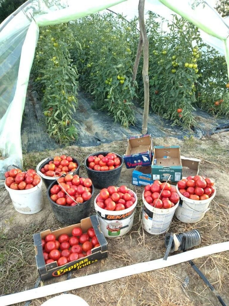 porodica Radovanović iz sela Brezovica, gaje plastenike