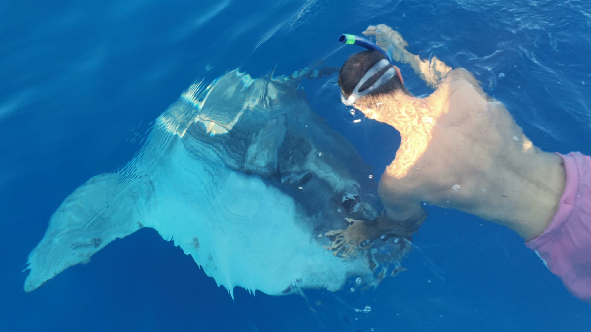 Riba, Mola mola, veliki bucanj