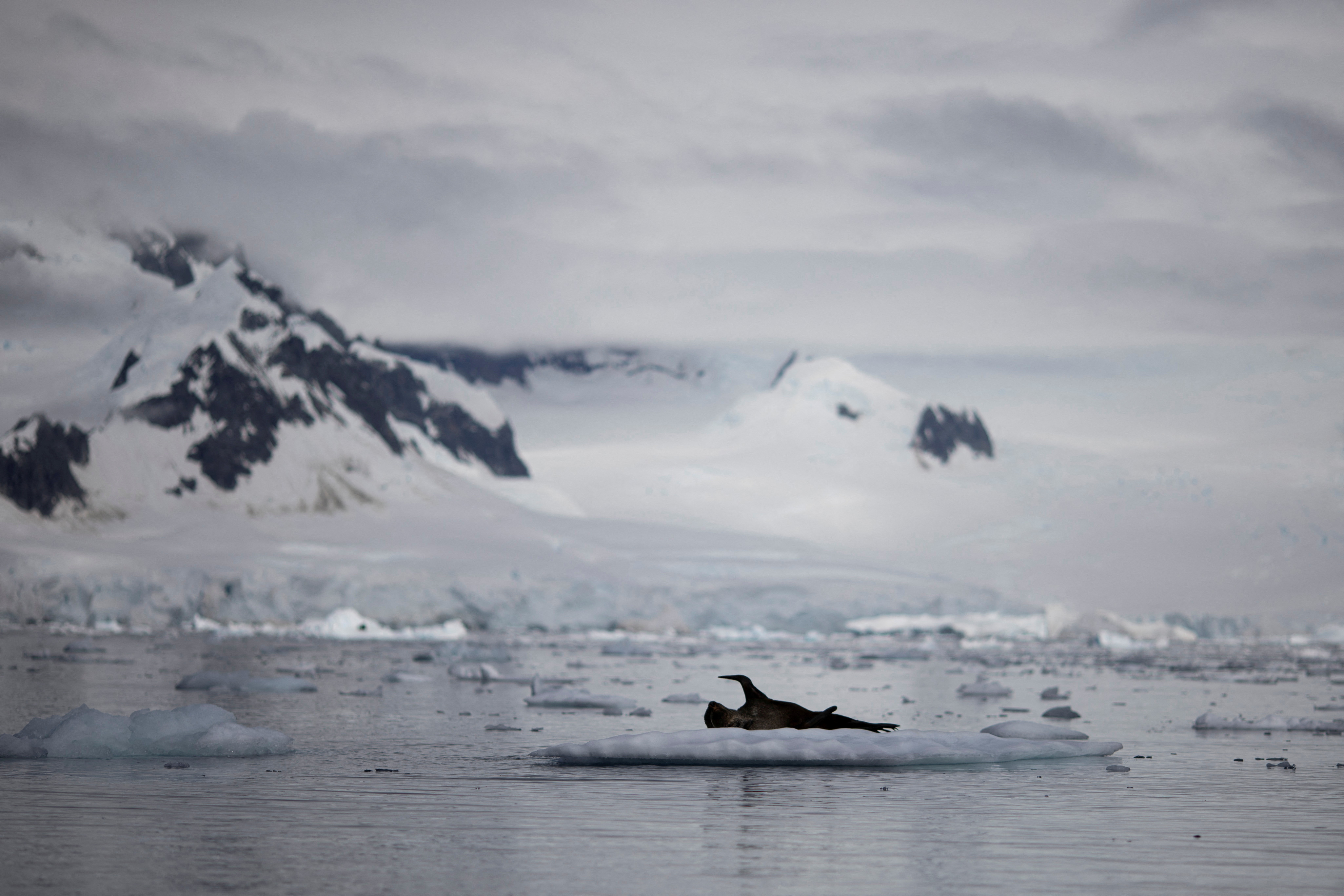 FILE PHOTO: A seal is seen on ice that floats near Fournier Bay, Antarctica