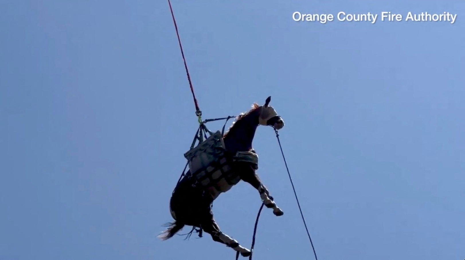 Orange County firefighters rescue an injured horse after it fell in San Juan Capistrano