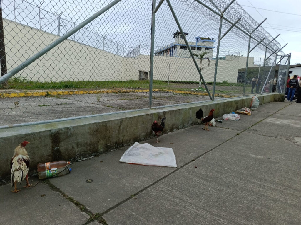 1687028302-2023-06-16T222718Z_582063551_RC2MK1AE1U76_RTRMADP_3_ECUADOR-PRISONS-PIGS-1024x768.jpg
