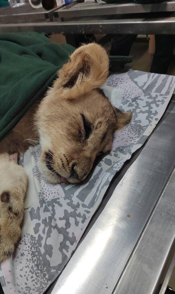 Mala lavica u lošem stanju, Palić