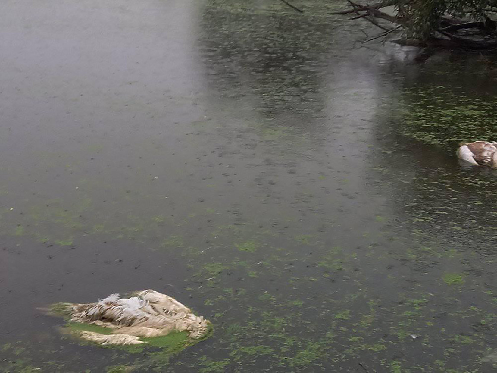 mrtvi labudovi foto facebook EKO-Pančevački rit (3)