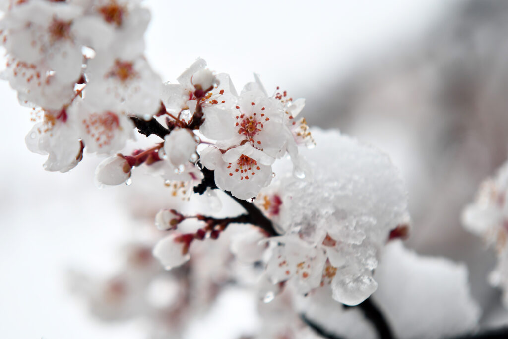 Novi Sad 26.02.2023 Sneg u Novom Sadu foto Nenad Mihajlovic