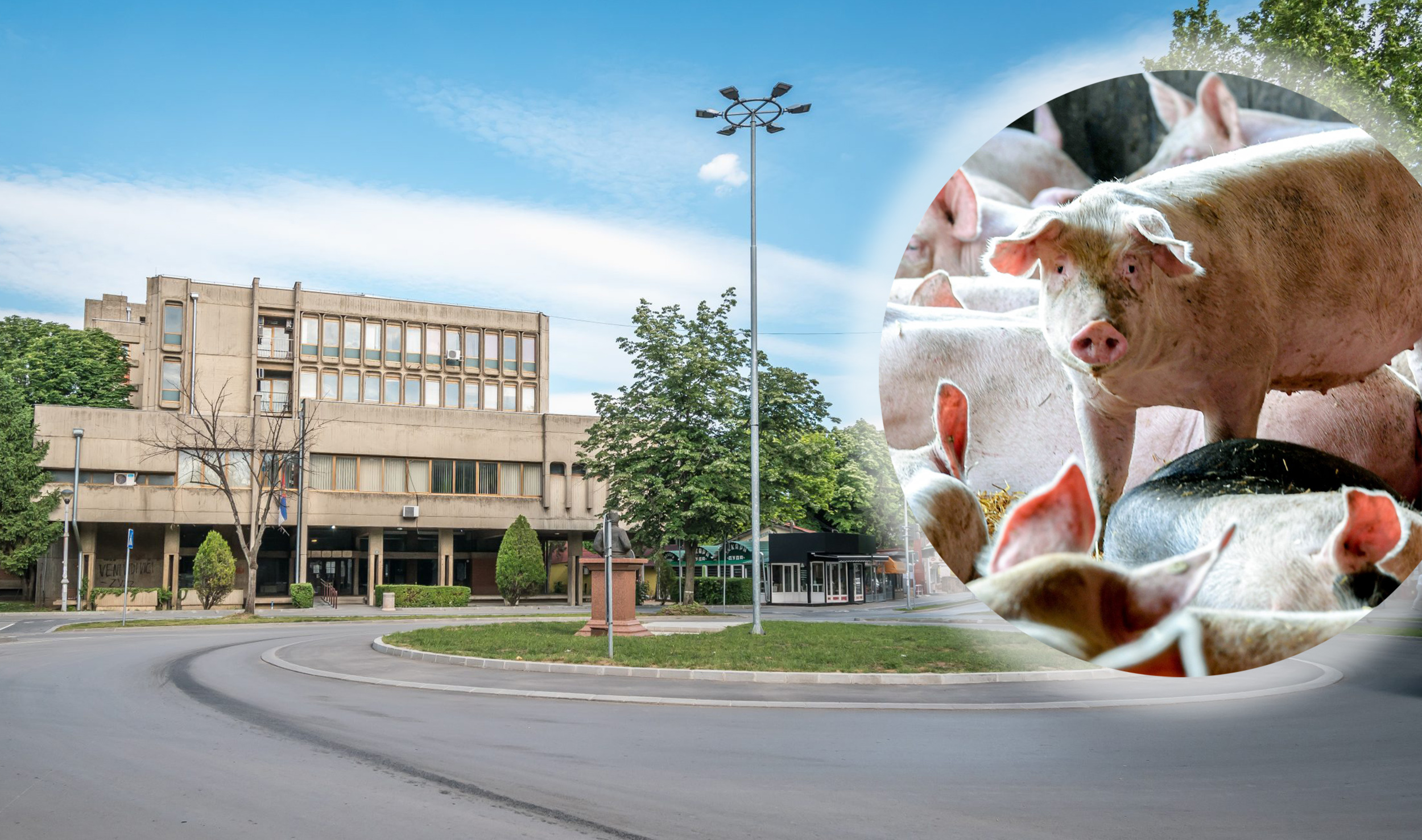 Požarevac svinjska kuga, afrička kuga