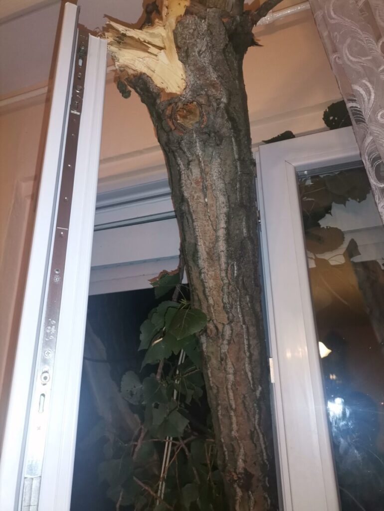 Stablo im uletelo u spavaću sobu, Zelenilo poručilo da čekaju ili ga sami izvade