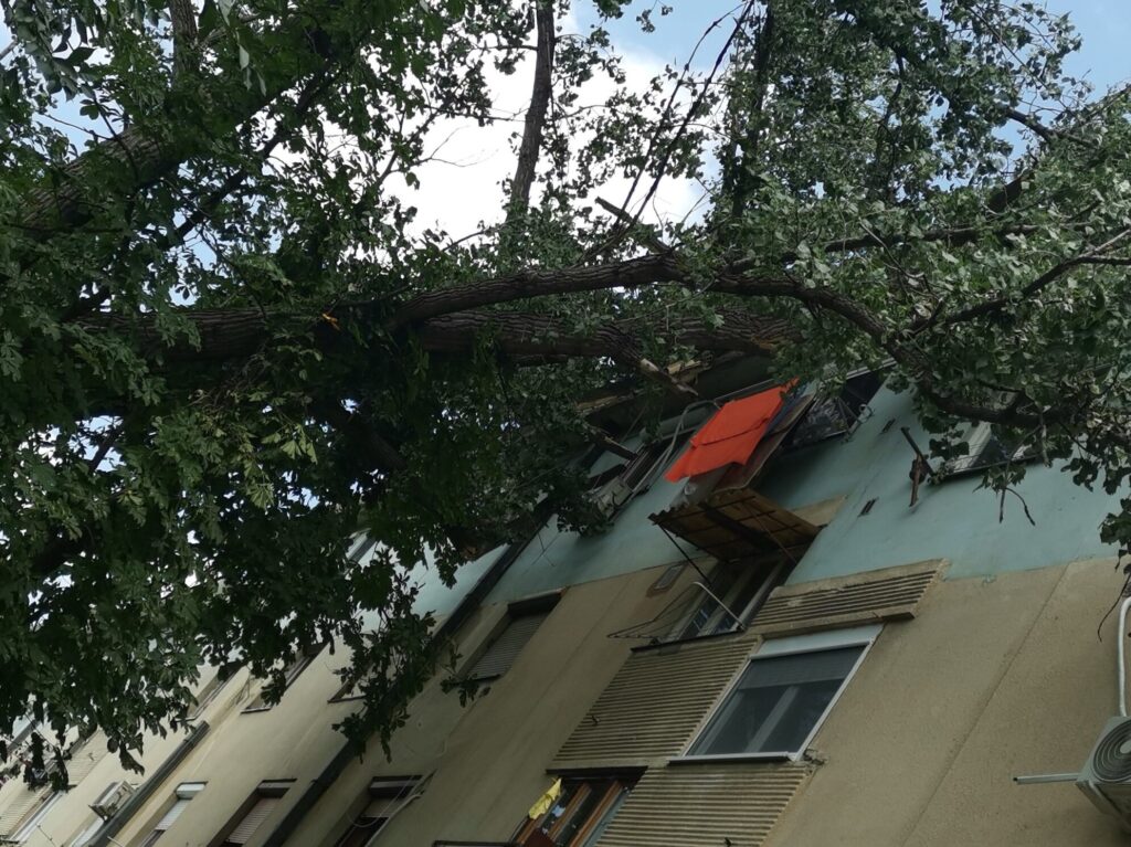 Stablo im uletelo u spavaću sobu, Zelenilo poručilo da čekaju ili ga sami izvade
