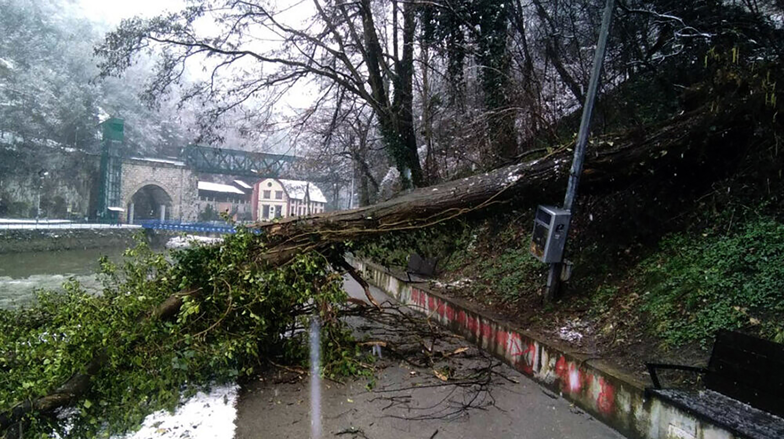 drvo palo na zenu u uzicu
