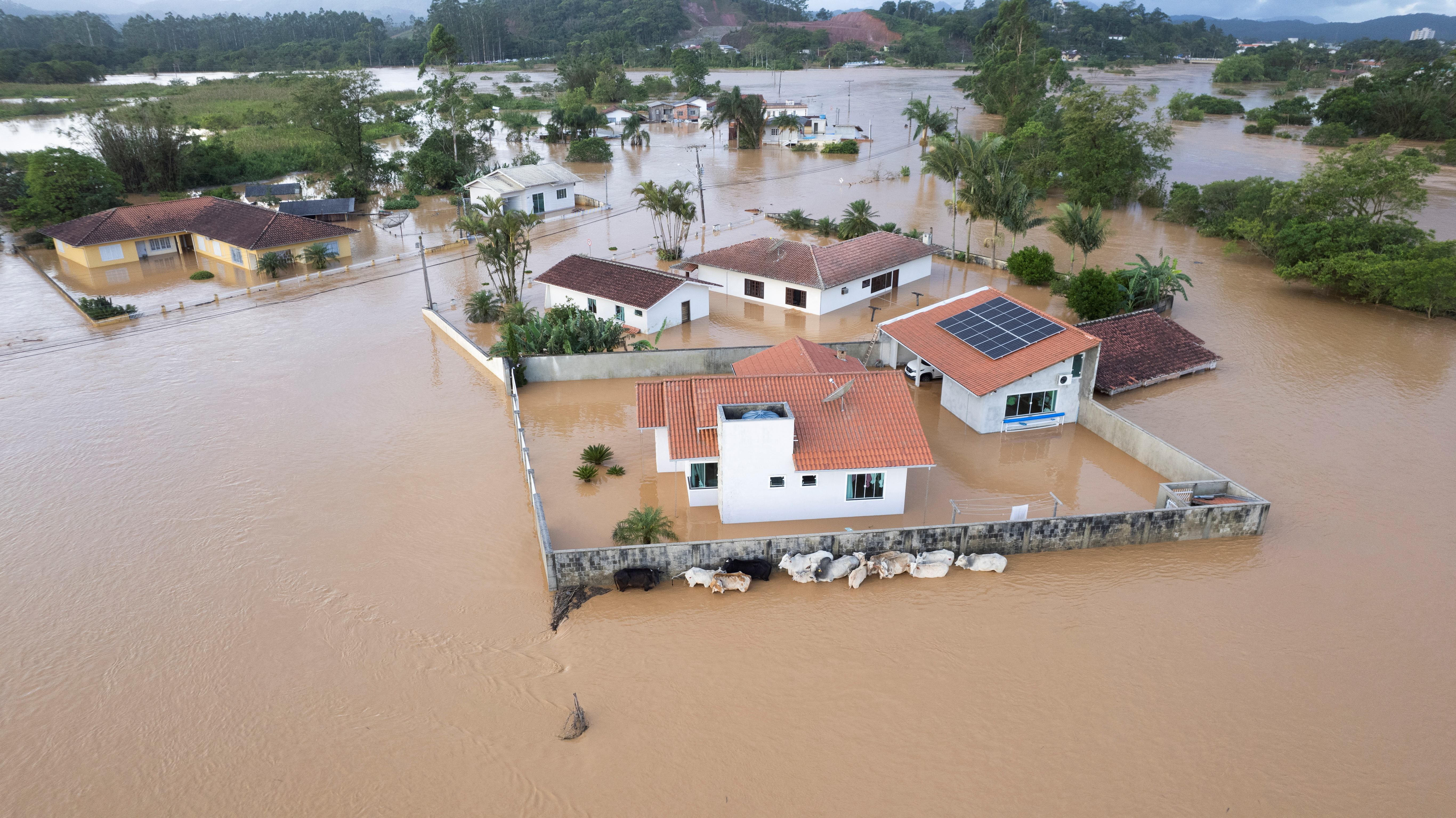 An aerial view shows cattle in a flooded area after heavy rains in Canelinha, in Santa Catarina state, Brazil, December 1, 2022. REUTERS/Anderson Coelho NO RESALES. NO ARCHIVES.