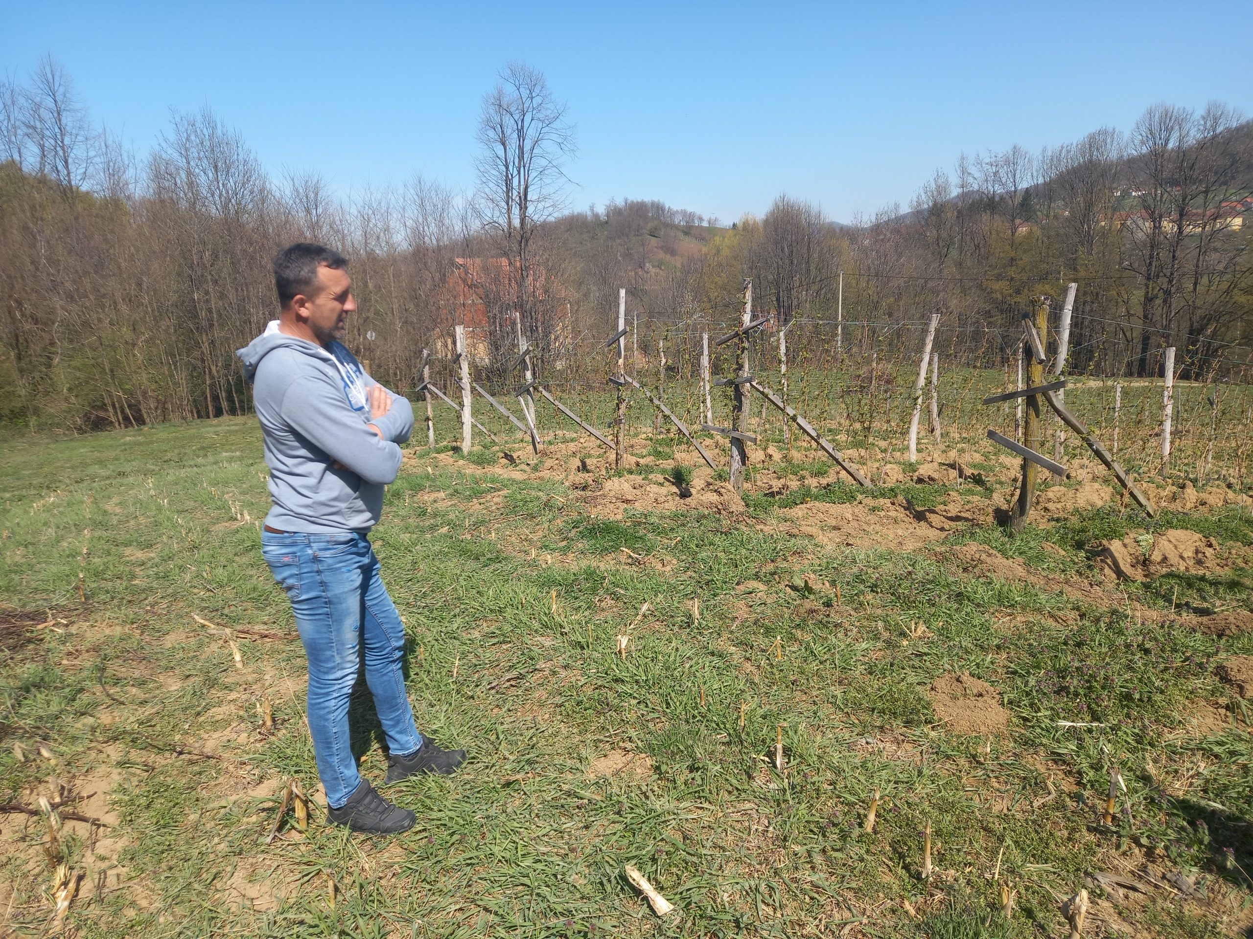 Maline, malinjak, sadnice, malina, maliari