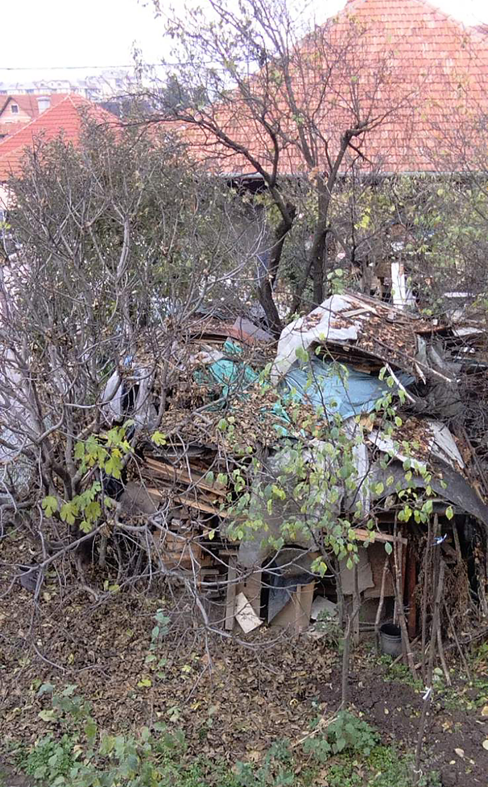 "Pacovi nam šetaju ulicom kao da su na korzou", Ljubica Sokić