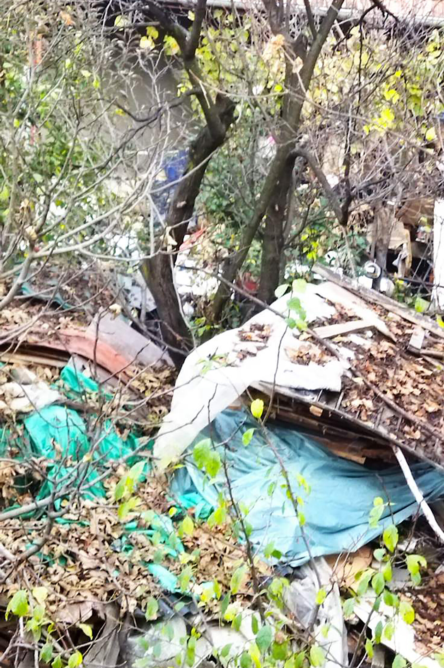 "Pacovi nam šetaju ulicom kao da su na korzou", Ljubica Sokić