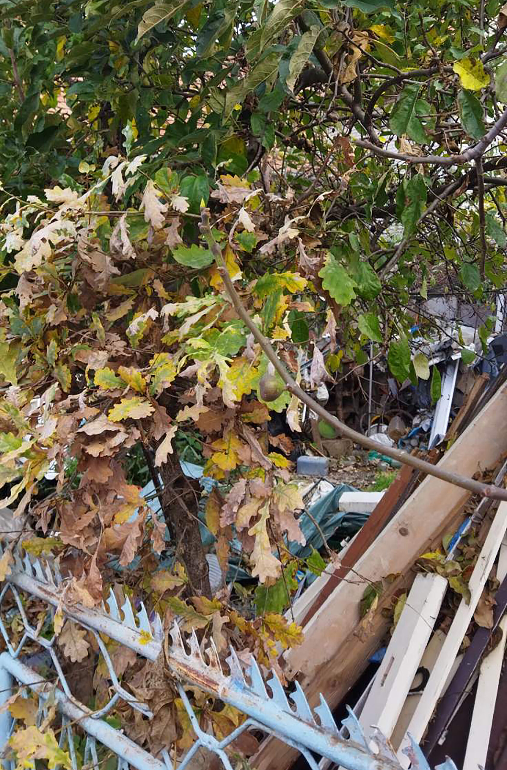 "Pacovi nam šetaju ulicom kao da su na korzou", Ljubica Sokić