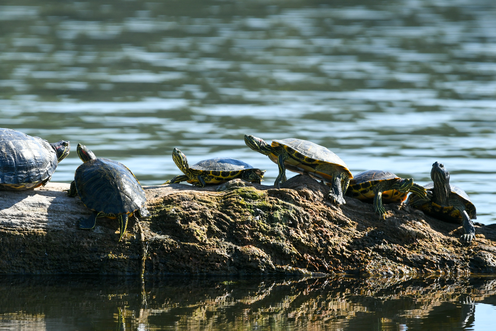 Novi Sad_kornjače uzivaju na suncu svetski dan životinja Sodros Dunavac foto Nenad Mihajlović_-2