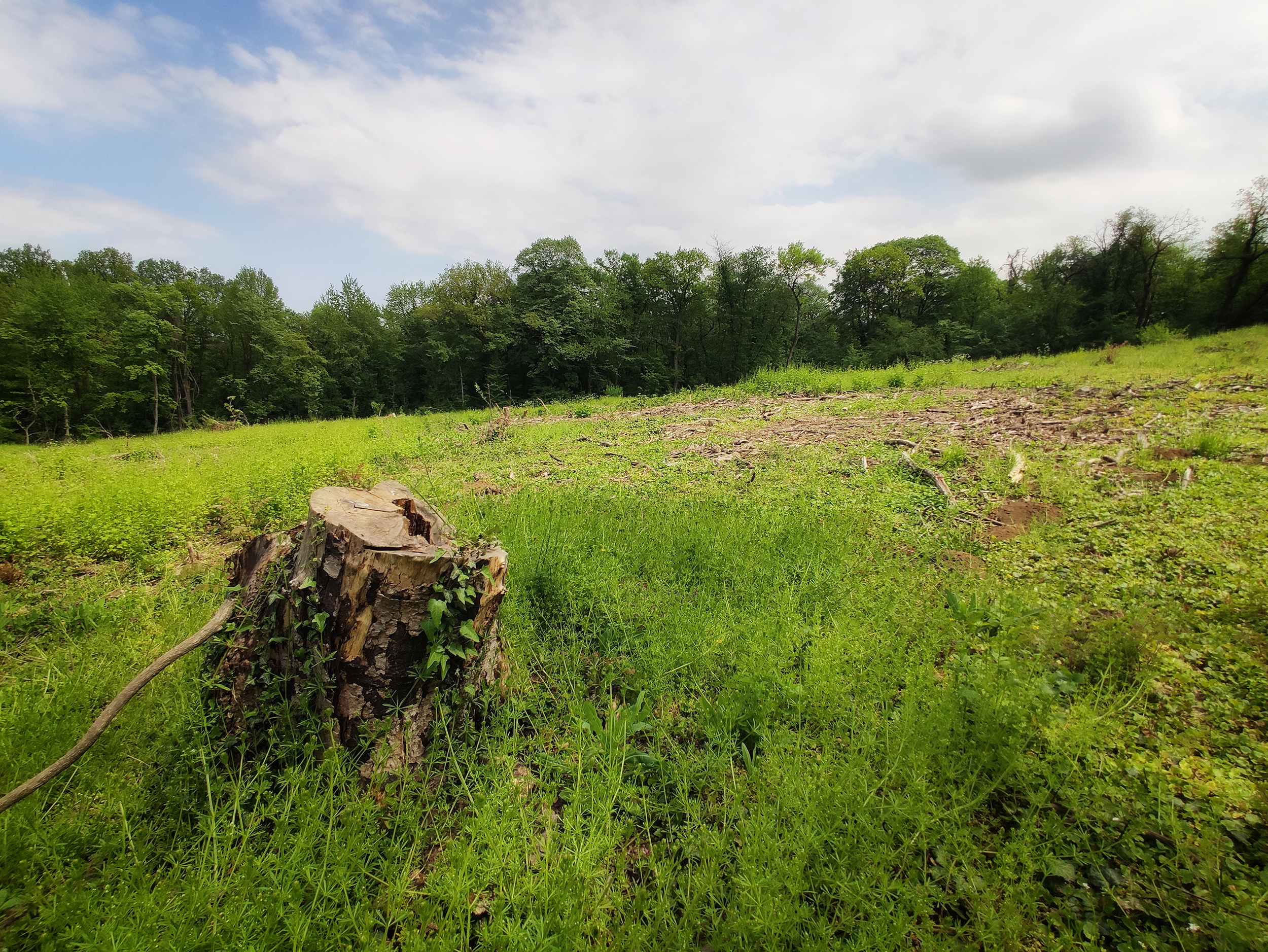 BEOGRAD 03.maj 2021. Košutnjak, seča drveća, drveće, zivotna okolina, ekologija, zivotna sredina foto:Vesna Lalić/Nova.rs