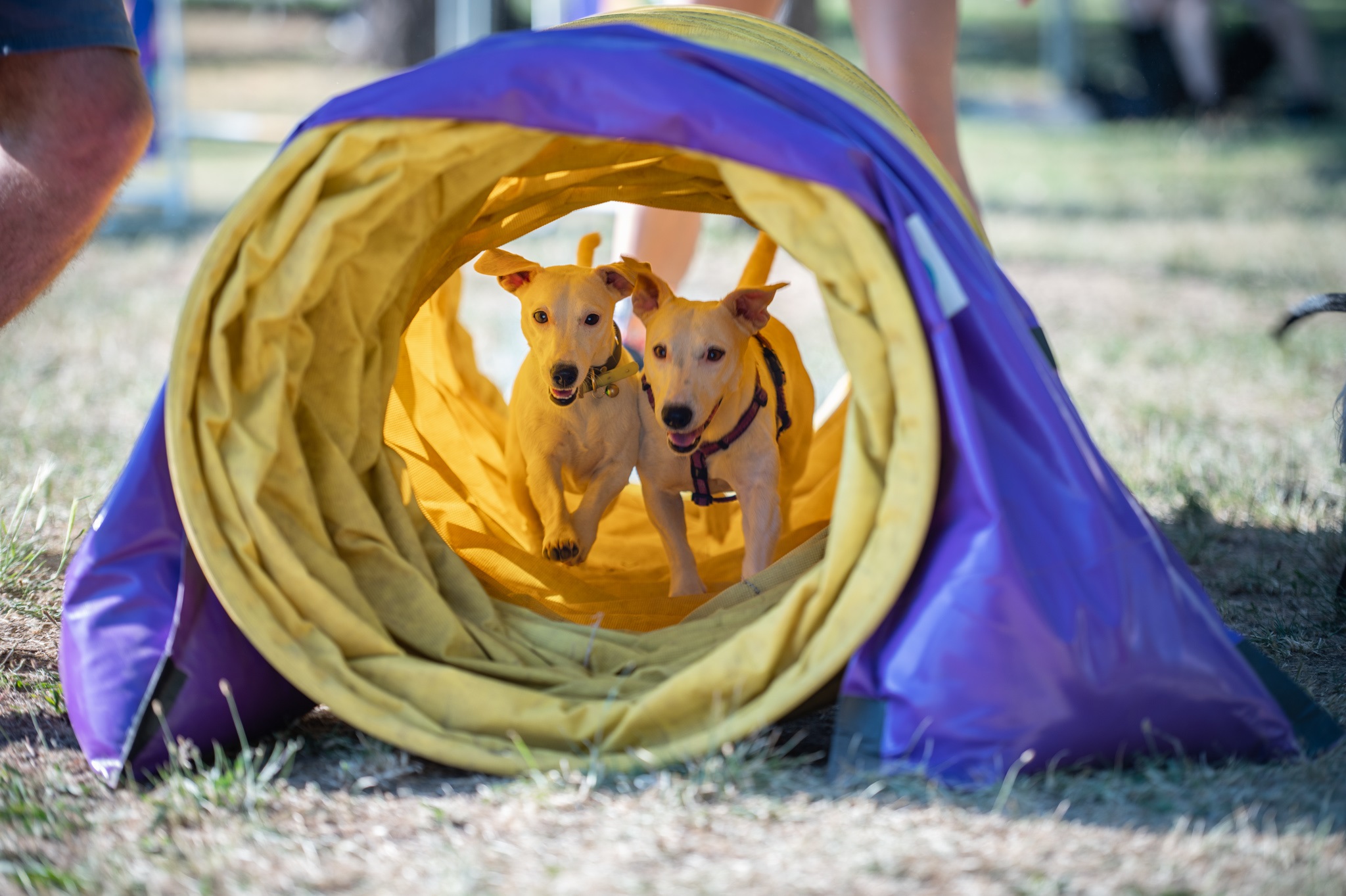 LiveProduction2FestivalUlicnihPasa190622High-9223