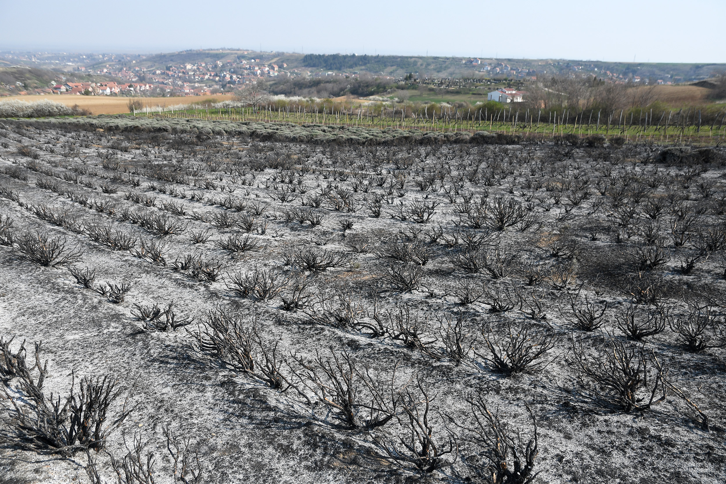 Novi Sad 29.03.2022 Izgorelo polje lavande kod sela Bukovac na Fruškoj Gori koje je bilo turistička atrakcija. Fruška Gora, polje lavande, lavanda, požar, zgarište Foto Nenad MIhajlović/Nova.rs