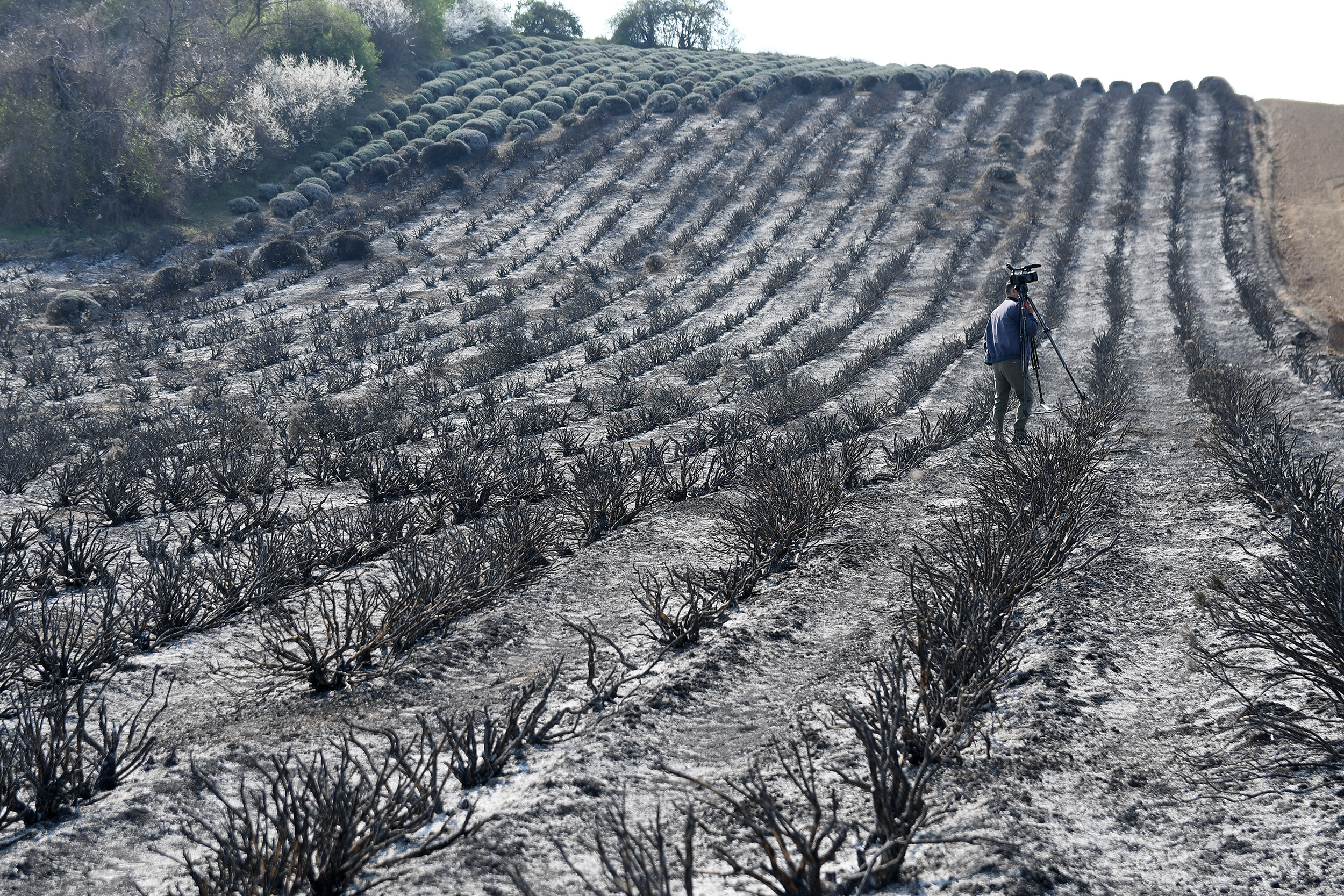 Novi Sad 29.03.2022 Izgorelo polje lavande kod sela Bukovac na Fruškoj Gori koje je bilo turistička atrakcija. Fruška Gora, polje lavande, lavanda, požar, zgarište Foto Nenad MIhajlović/Nova.rs